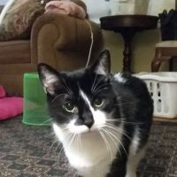 Harvard Avenue Veterinary Hospital ico