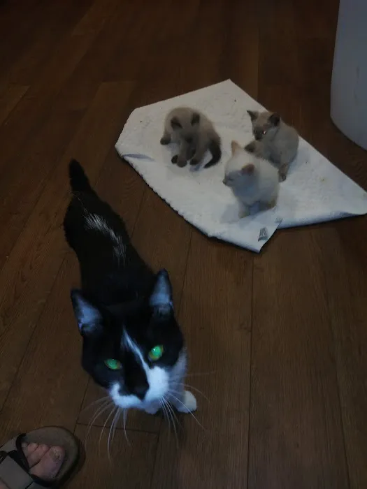 Harvard Avenue Veterinary Hospital 5
