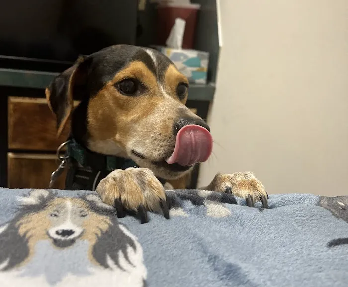 Brookside Animal Hospital 5