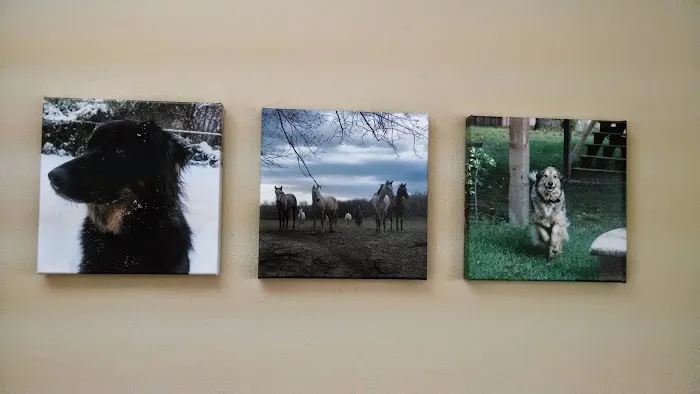 Tulsa Town Veterinary Hospital 3