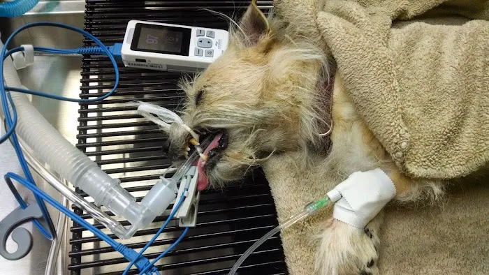 Tulsa Town Veterinary Hospital 8