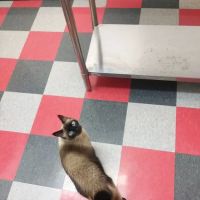 Carbondale Veterinary Hospital ico