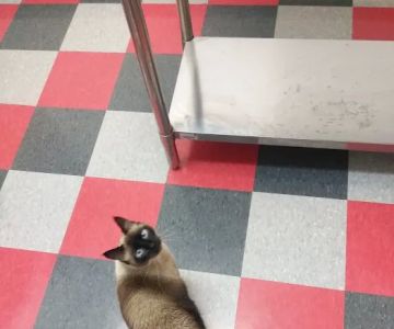 Carbondale Veterinary Hospital