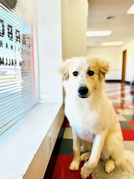 Carbondale Veterinary Hospital 10