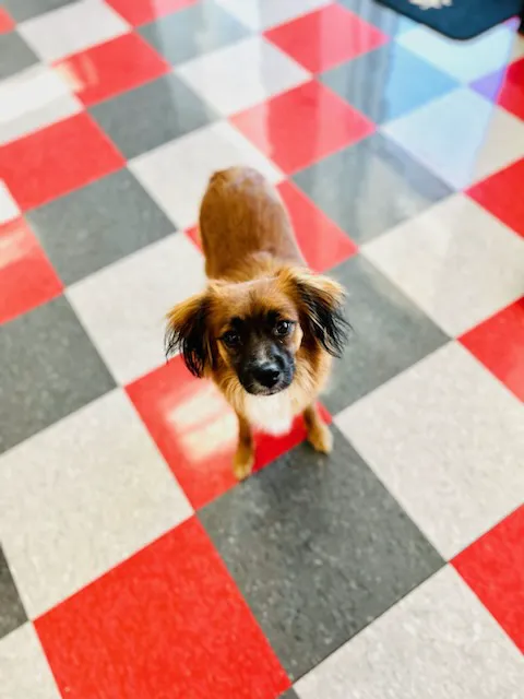 Carbondale Veterinary Hospital 8