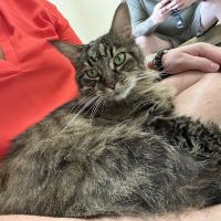 Vetco Total Care Animal Hospital ico