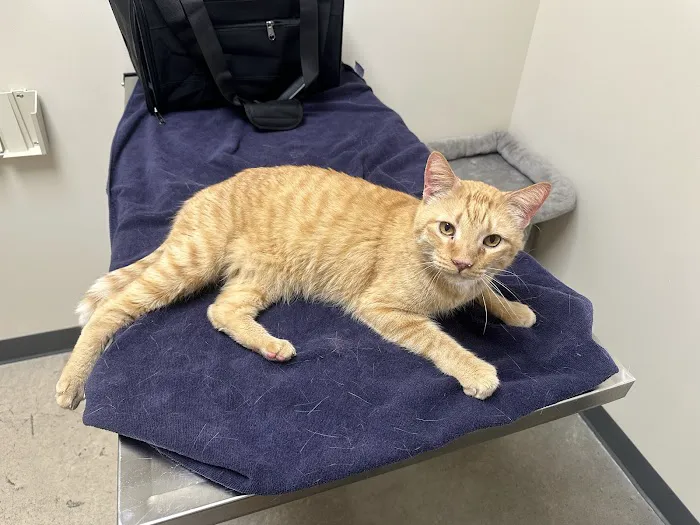 Vetco Total Care Animal Hospital 4