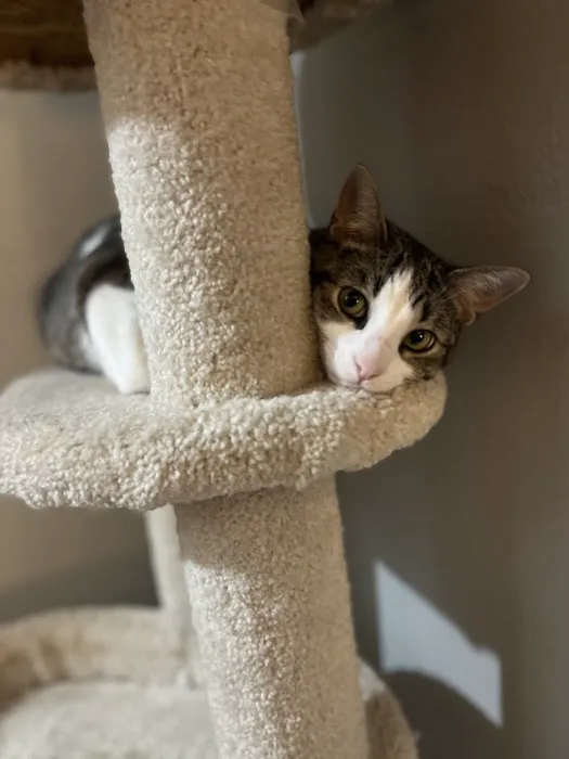 Vetco Total Care Animal Hospital 6