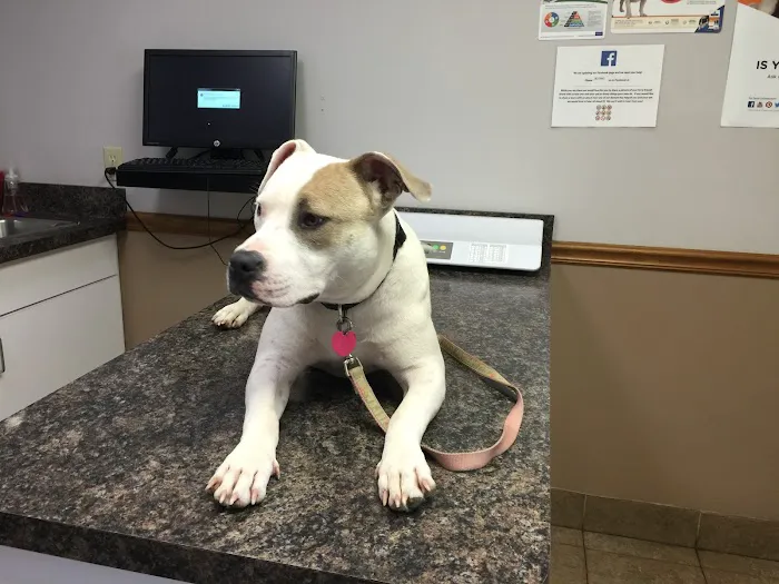 VCA Woodland Central Animal Hospital 7