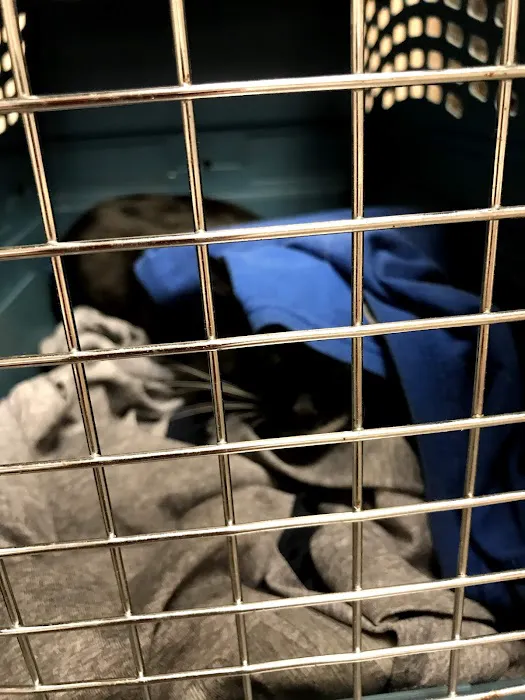 VCA Woodland Central Animal Hospital 1