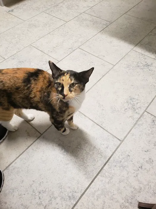 VCA Woodland Central Animal Hospital 8