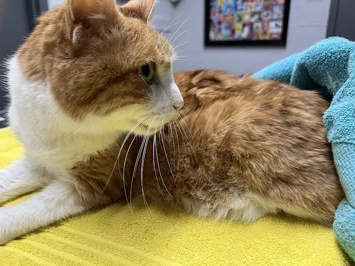 Edgewood Veterinary Hospital 8