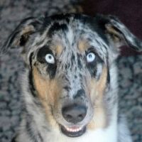 Edgewood Veterinary Hospital ico
