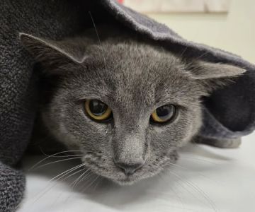 UrgentVet