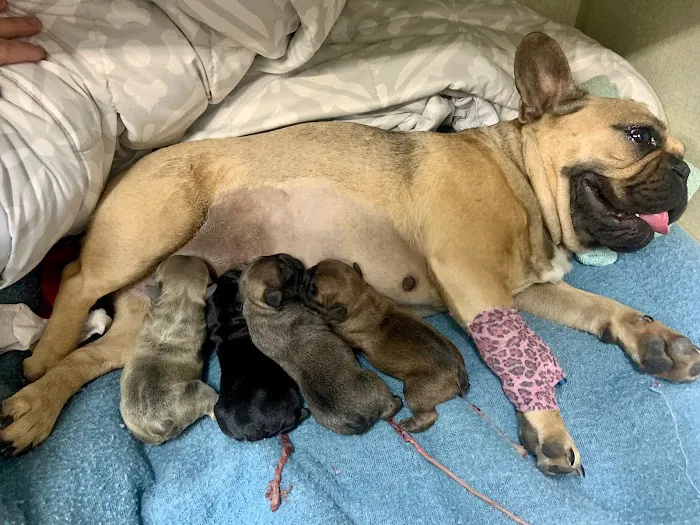 Animal Medical and Surgical Hospital 7