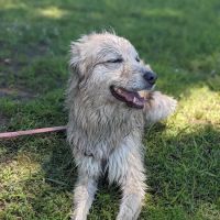 VCA Woodland South Animal Hospital ico