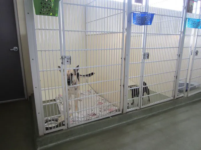 VCA Woodland South Animal Hospital 7