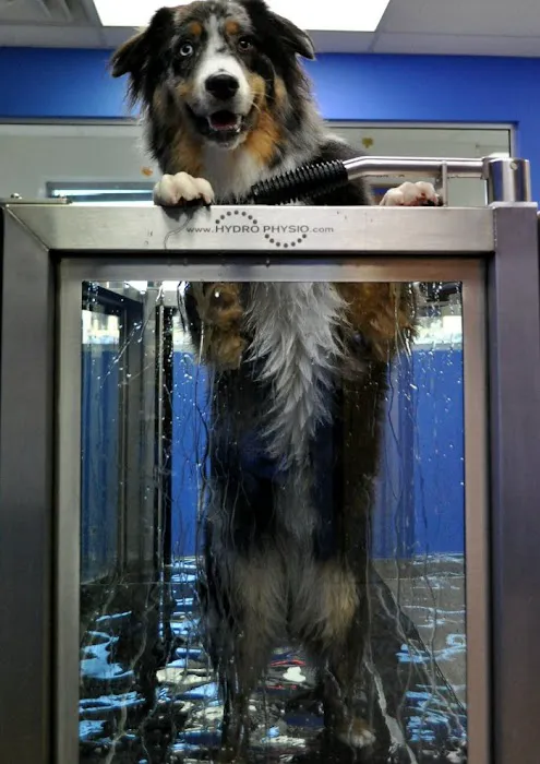 VCA Woodland South Animal Hospital 8