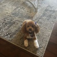 Crestwood Crossing Animal Hospital, LLC ico
