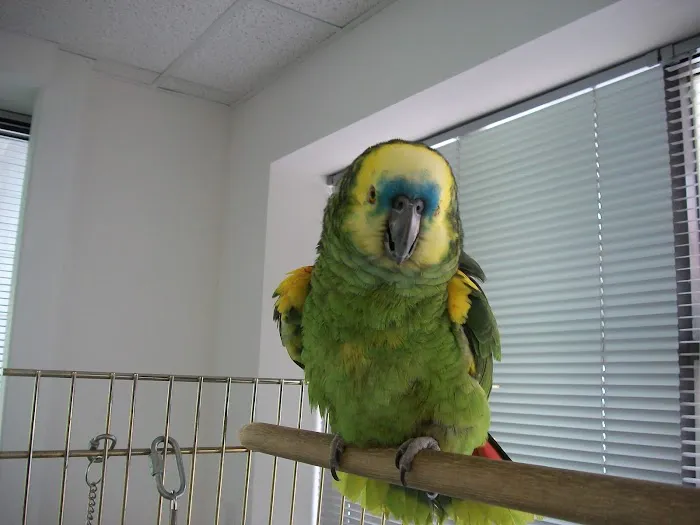 Forest Trails Animal Hospital 9