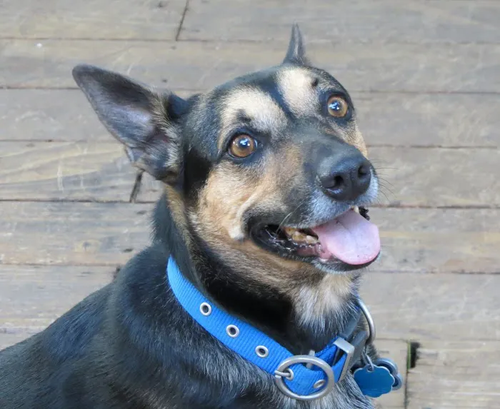 Chimney Hills Animal Hospital 7