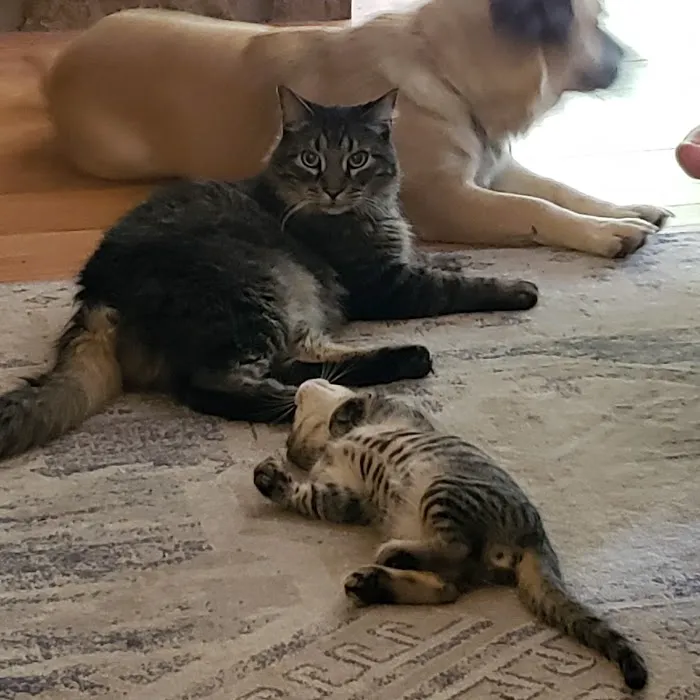 Chimney Hills Animal Hospital 5