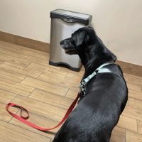 Chimney Hills Animal Hospital ico