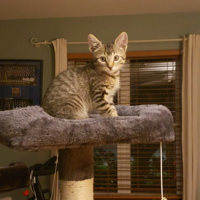 Chimney Hills Animal Hospital 3