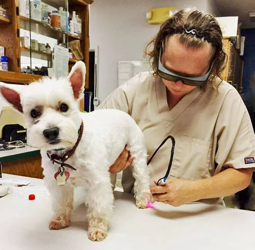 Hunters Glen Veterinary Hospital 9