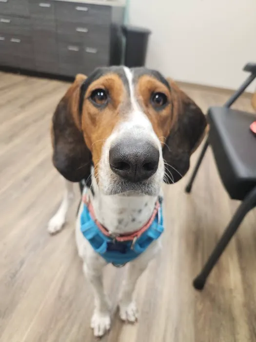 South Tulsa Veterinary Hospital 7