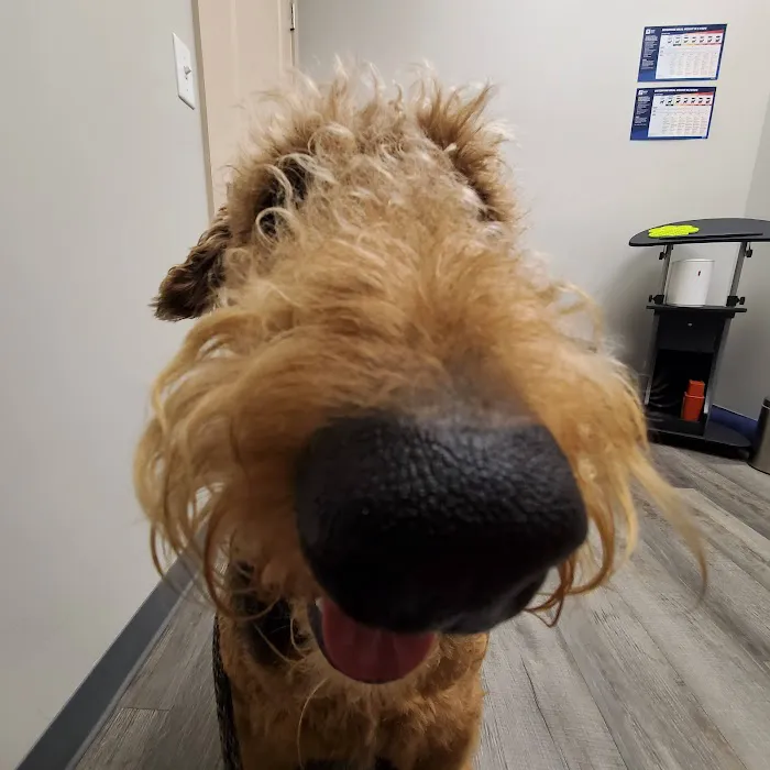 Good Shepherd Veterinary Hospital - Jenks 2