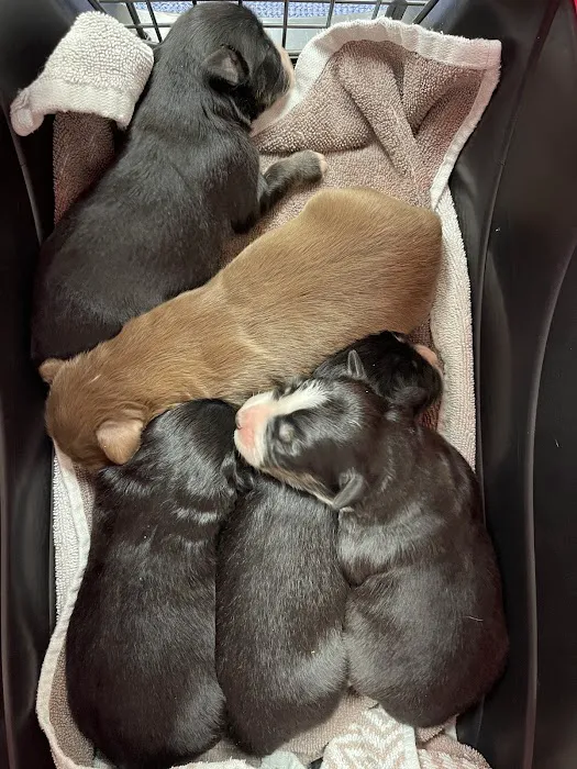 Good Shepherd Veterinary Hospital - Jenks 1