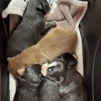 Good Shepherd Veterinary Hospital - Jenks ico