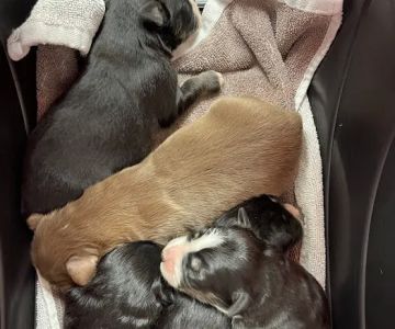 Good Shepherd Veterinary Hospital - Jenks