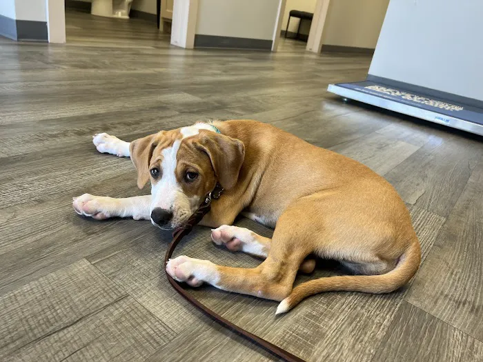 Good Shepherd Veterinary Hospital - Jenks 5