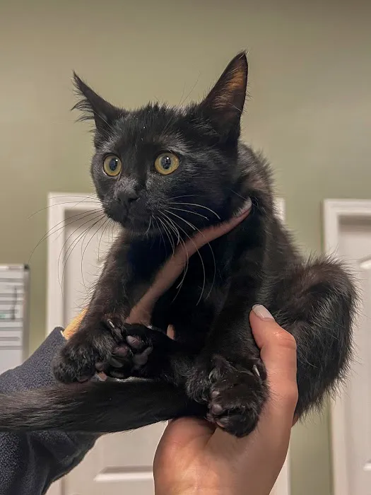 All Vet Care Animal Hospital and Rehabilitation 9