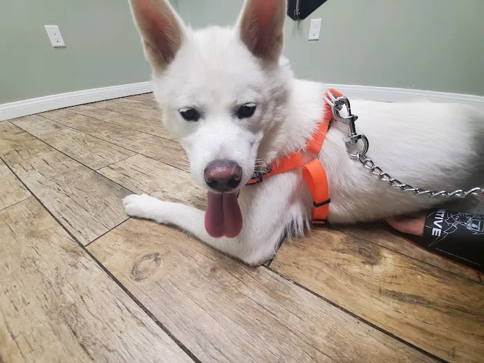 All Vet Care Animal Hospital and Rehabilitation 3
