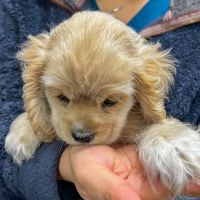 All Vet Care Animal Hospital and Rehabilitation ico