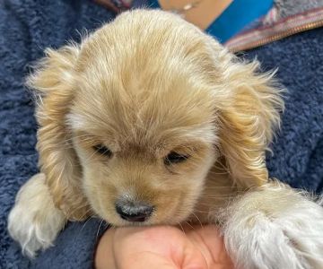All Vet Care Animal Hospital and Rehabilitation