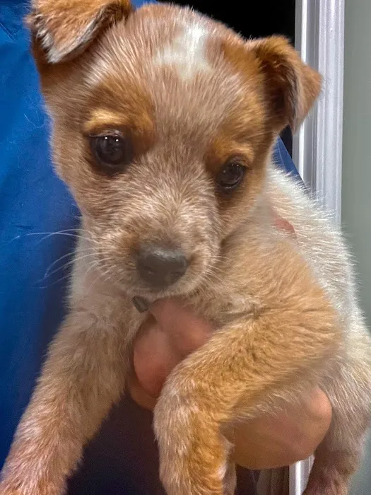 All Vet Care Animal Hospital and Rehabilitation 7