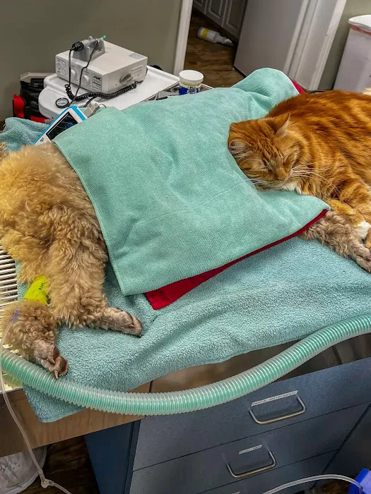 All Vet Care Animal Hospital and Rehabilitation 8