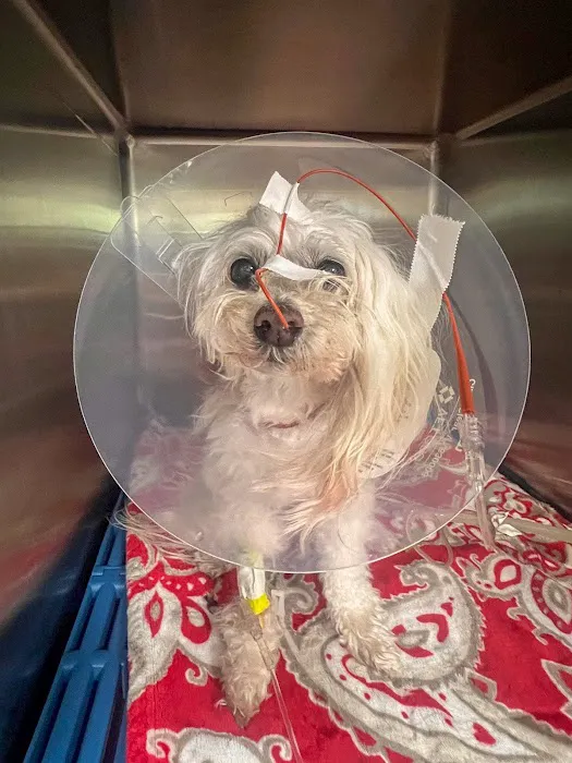 All Vet Care Animal Hospital and Rehabilitation 5