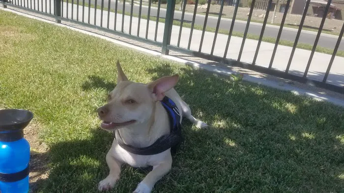 Somis Veterinary Hospital 5