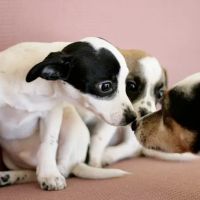 Somis Veterinary Hospital ico
