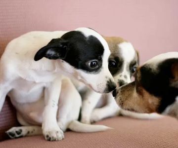Somis Veterinary Hospital