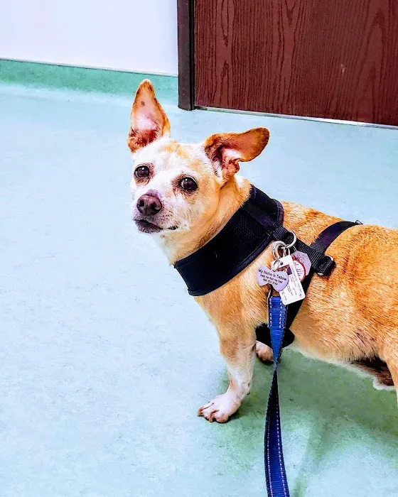 Dr. Battier's Veterinary Clinic 10