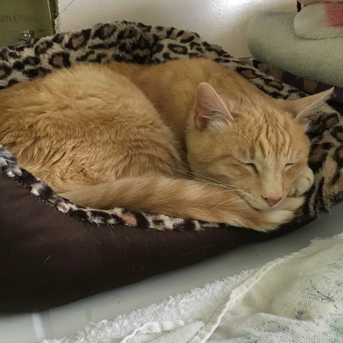 Dr. Battier's Veterinary Clinic 7