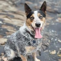 Camarosa Veterinary Clinic ico