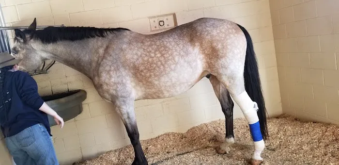 West Coast Equine 2