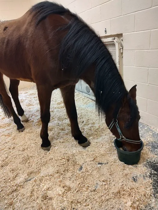 West Coast Equine 9